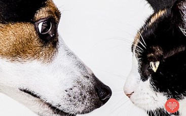 Hund og kat kigger på hinanden 
